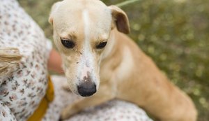 Gabinete da Causa Animal reforça a importância da vacinação para os pets