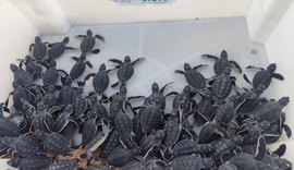 Biota faz soltura de filhotes de tartaruga em Guaxuma