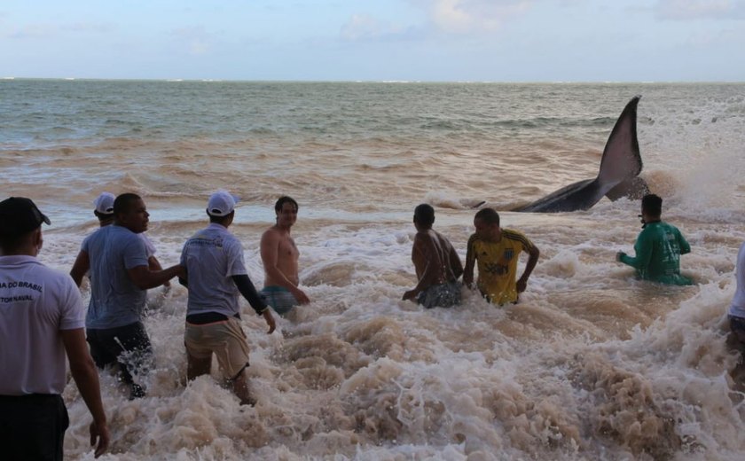 Baleia encalhada é reintroduzida ao mar na Barra de Santo Antônio
