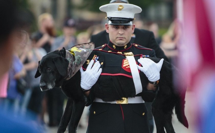 Centenas se despedem de cão 'fuzileiro' dos EUA que serviu no Afeganistão