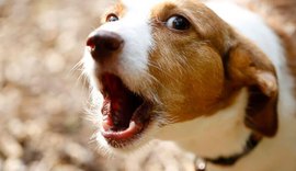 Ação contra moradora por latido de cachorros teve apoio unânime de condomínio