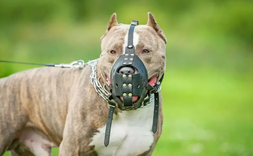 Lei obriga uso de focinheira e guia curta para cães de raças agressivas em AL