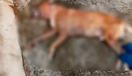 Tutora será responsabilizada por morte de cão após ataque de Pit bulls