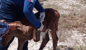 Sinfeagro presta homenagem às servidoras da Adeal pelo Dia Internacional da Mulher