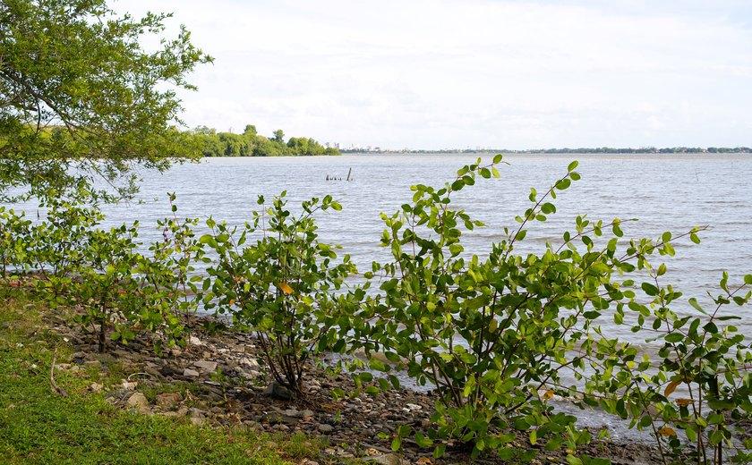 Projeto Aflora Mangue conclui plantio na área do Flexal às margens da Lagoa Mundaú