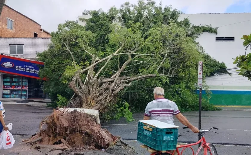 Avenida no Benedito Bentes é interditada após queda de árvore de grande porte