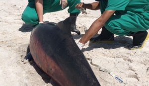 Cinco golfinhos encalham no litoral alagoano em nove dias