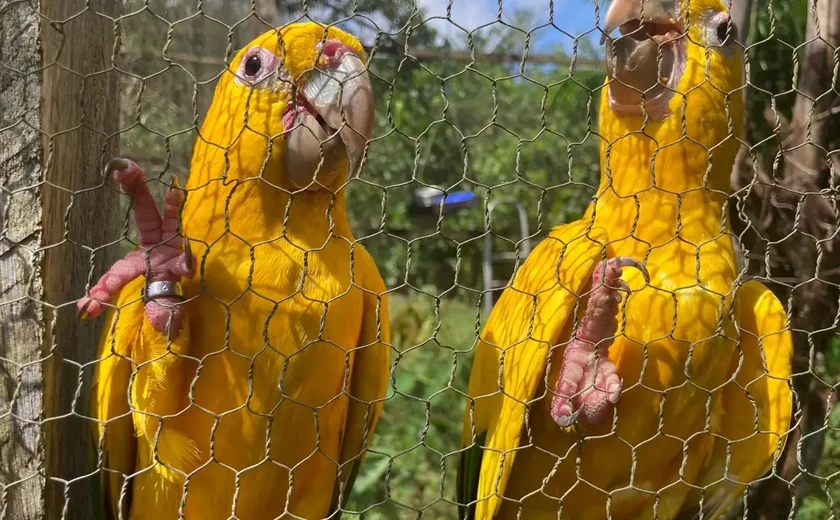Captura e domesticação colocam animais silvestres em risco