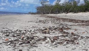Ainda não há respostas para os peixes mortos encontrados na Barra de Santo Antônio