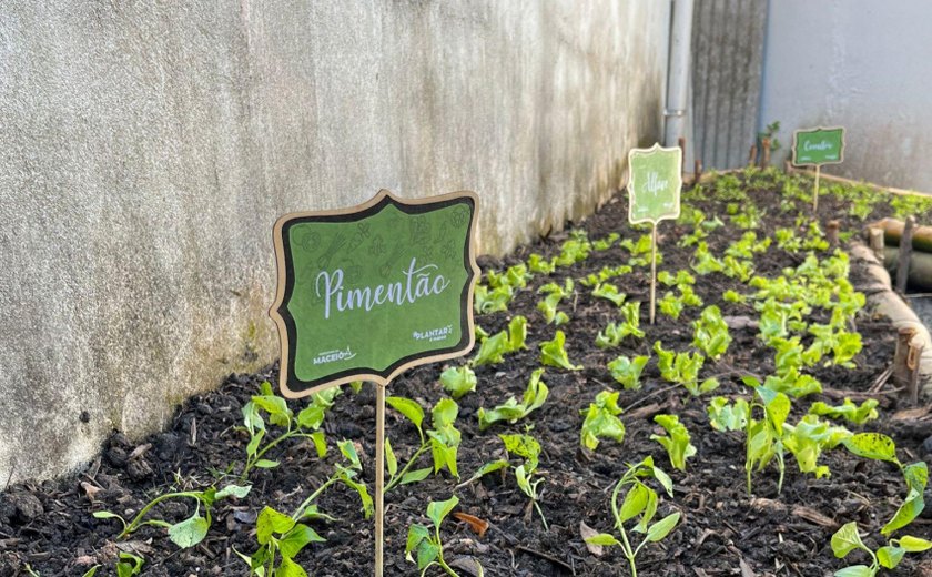 Desenvolvimento Sustentável instala horta em creche municipal na Pitanguinha
