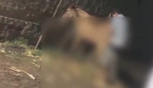 Homem é flagrado mantendo relações sexuais com uma jumenta em terreno baldio