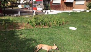 Quatro cães aparecem mortos em praça de Arapiraca