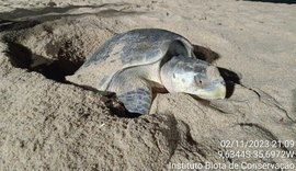 Biota registra desova de tartaruga-oliva em Praia de Cruz das Almas