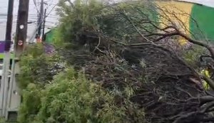 Vídeo: árvore cai em decorrência das fortes chuvas em Maceió