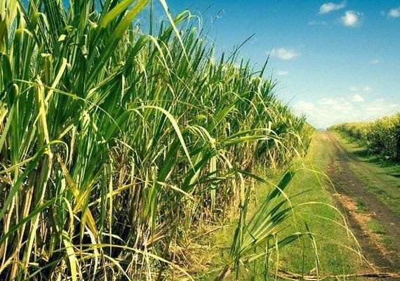 Brasil adota medida para proteger usinas contra importação de etanol