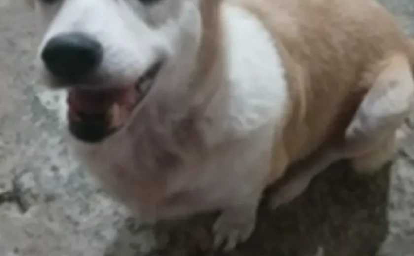 Cadela morre após água da chuva invadir casa no Vale do Reginaldo, em Maceió