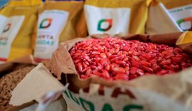Planta Alagoas distribui 400 toneladas de sementes de milho em 2025 e beneficia 45 mil agricultores familiares