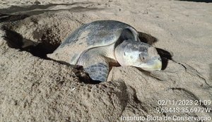 Biota registra desova de tartaruga-oliva em Praia de Cruz das Almas