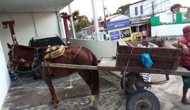 Jovem é preso por maus-tratos a um cavalo no Jacintinho