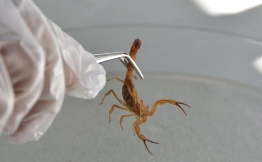 Risco de acidente com animais peçonhentos aumenta no Verão