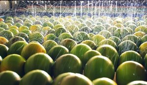 Empresário paulista vem a Alagoas para uma visita técnica ao APL Horticultura do Agreste