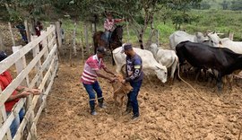 Prazo para vacinação contra a aftosa encerra dia 30