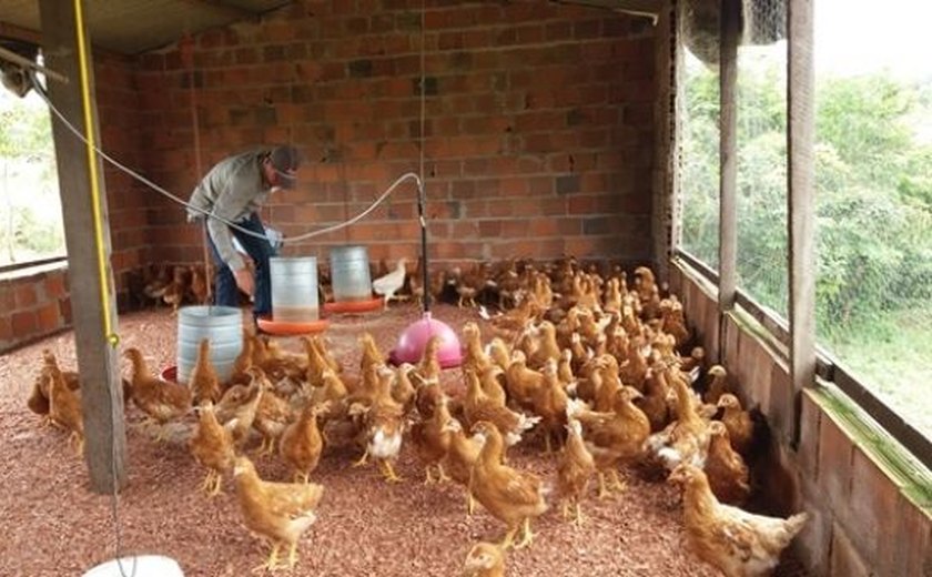Governo incentiva criação de aves caipiras como alternativa para agricultura familiar