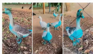 Agência ambiental multa empresas que derramaram corantes e deixaram aves azuis