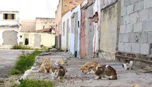ONG denuncia abandono de mais de 1.100 animais pela Braskem em Maceió