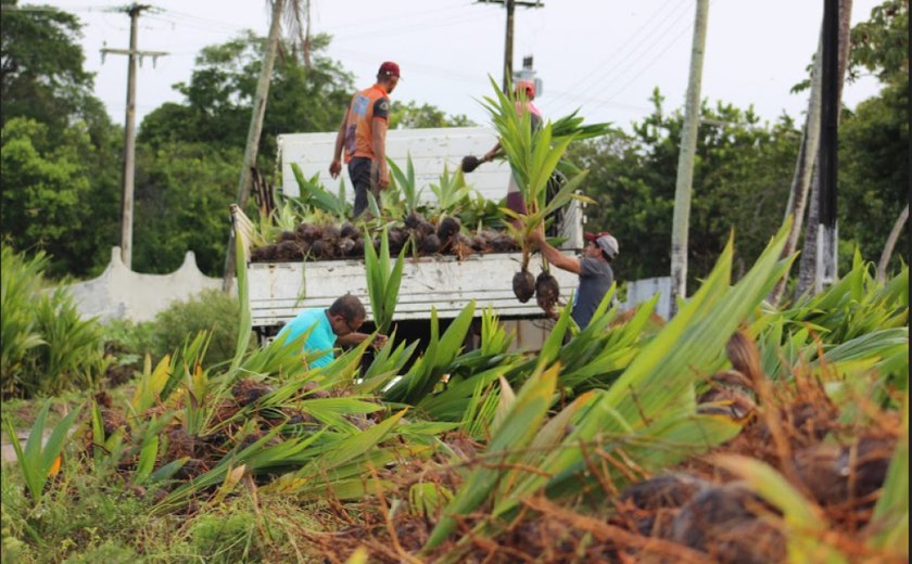 Coopaiba realiza Dia de Campo da Cultura do Coco