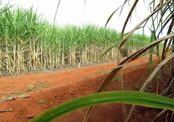 Produção brasileira de cana-de-açúcar tem queda de 1,7% em relação ao ano anterior