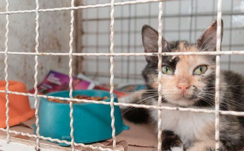 Unidade de Vigilância de Zoonoses dedica cuidados a animais resgatados
