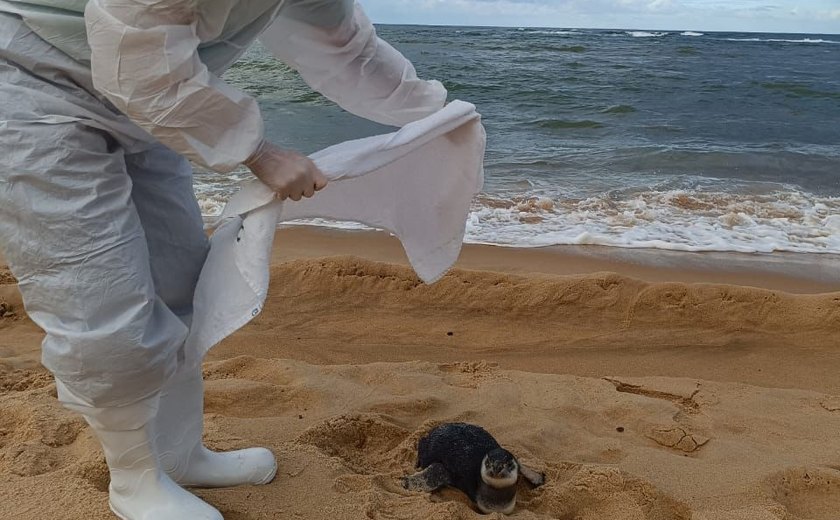 Pinguim é resgatado com vida na Praia do Gunga neste sábado (26)