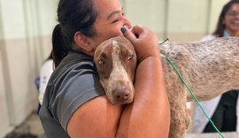 Animais cadastrados no Meu Amigo Pet passam por coleta de sangue para castração