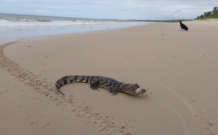 Vídeo: jacaré é resgatado por equipes do Biota com sinais de desnutrição na Praia de Carro Quebrado
