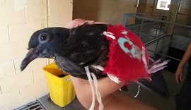 'Pombo-correio do crime' é capturado em penitenciária de Maceió