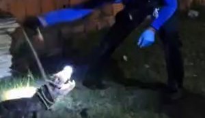Policial Científico resgata jacaré que invadiu residência em Marechal Deodoro