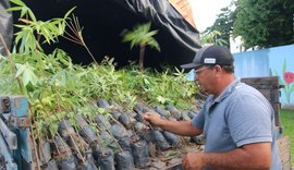 IMA/AL faz doação de 3 mil mudas para Viveiro Municipal de Arapiraca
