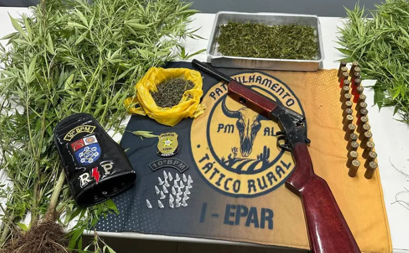 Polícia flagra plantação de maconha e prende suspeito em Palmeira dos Índios