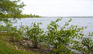 Projeto Aflora Mangue conclui plantio na área do Flexal às margens da Lagoa Mundaú