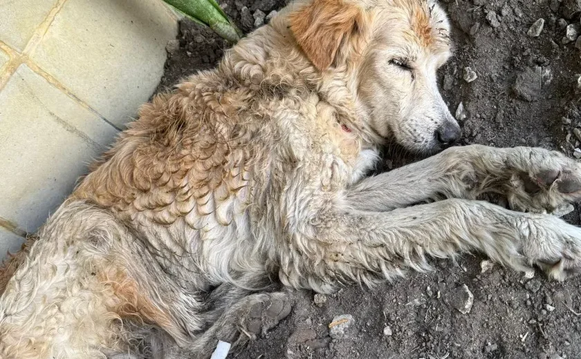 Cachorro da raça Golden Retriever é encontrado em frente à Sedics, no Jaraguá