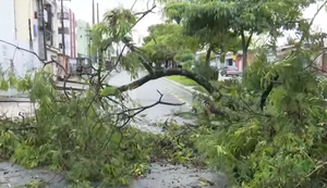 Árvore cai na principal do Murilópolis e bloqueia via