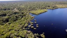 Fundo Amazônia bate recorde ao destinar mais de R$ 1 bilhão em 2025