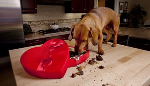 Chocolate para cachorro: A Páscoa está chegando, saiba o que um pet pode ou não comer