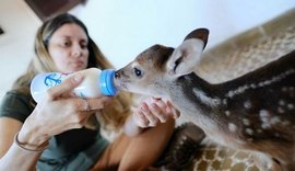 Centenas de animais silvestres são apreendidos durante FPI