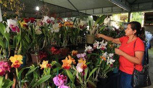 Feira de orquídeas e bromélias reúne mais de mil espécies em Maceió