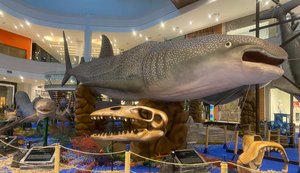 Exposição inédita de espécies de tubarões será inaugurada no Parque Shopping Maceió