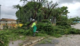 Como forma de prevenção, Prefeitura intensifica poda de árvores em Maceió