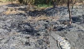 Incêndio criminoso provoca morte de jacarés e danos à natureza em Arapiraca