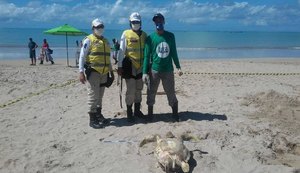 Agentes do Ronda no Bairro encontram duas tartarugas marinhas mortas na Pajuçara